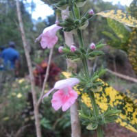 Salvia coccinea Buc'hoz ex Etl.